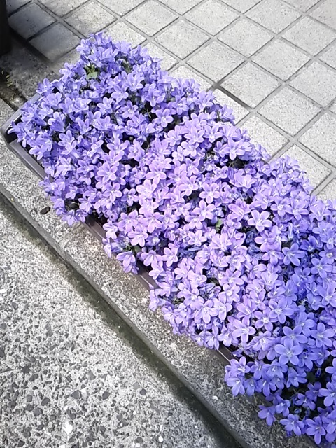 咲いた