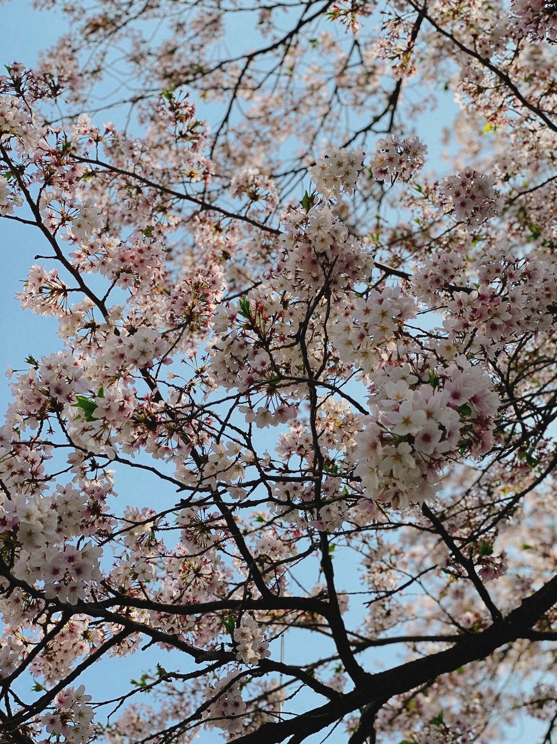 見上げたら桜