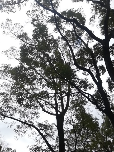 冬