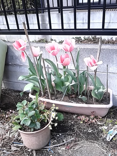 さいた