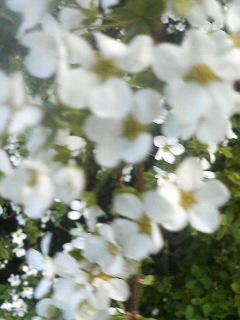 桜だけじゃ