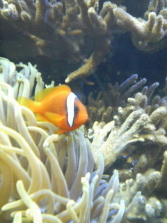 カクレテナイ