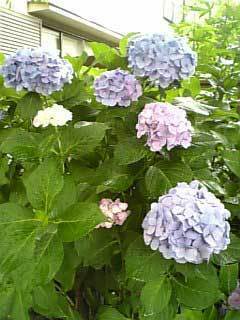 紫陽花
