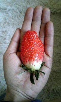 ｲﾁｺﾞ