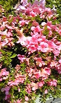 明日は