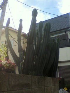 メキシコ