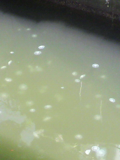 クラゲ