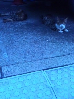 ソコも