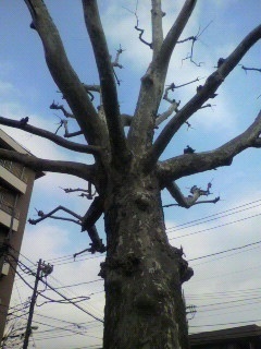 葉っぱ