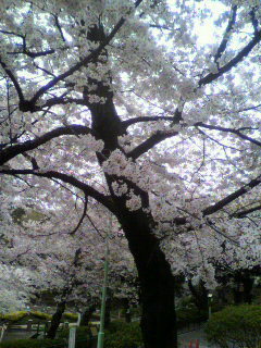 花見