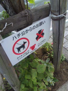 ハチで