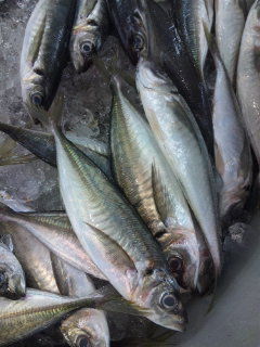 魚ヘンに