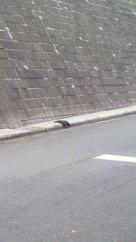 カラスが