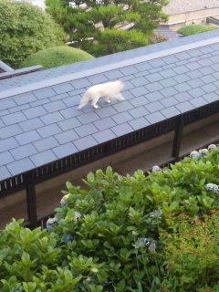 こらこら