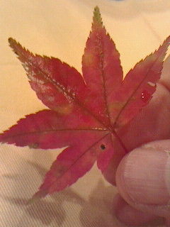 紅いぜ