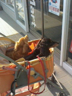 忠犬