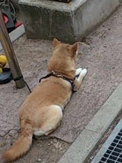 忠犬