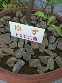 トゲ