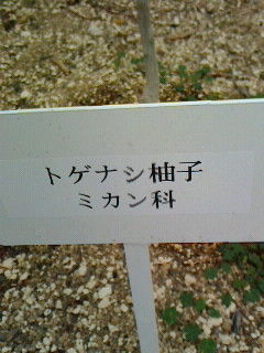 とげ