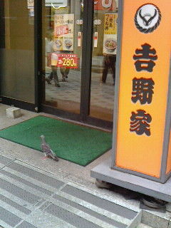 ハトも