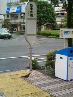 ハトも