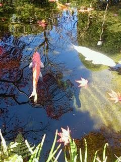来い