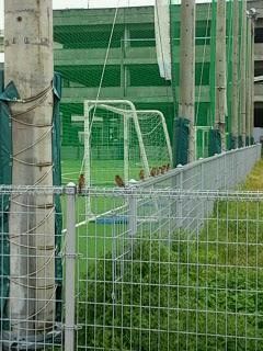 サポーター