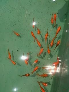 和金