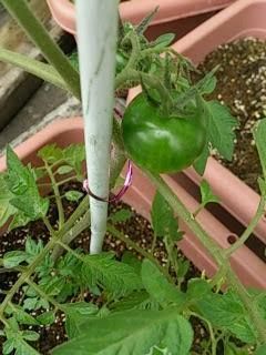 ぷち