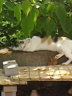 暑さ