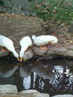 水