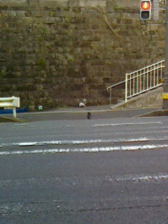 カラス