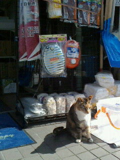 猫と