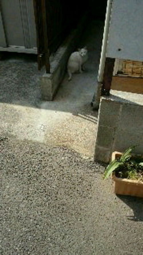 あら
