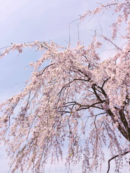 咲いた