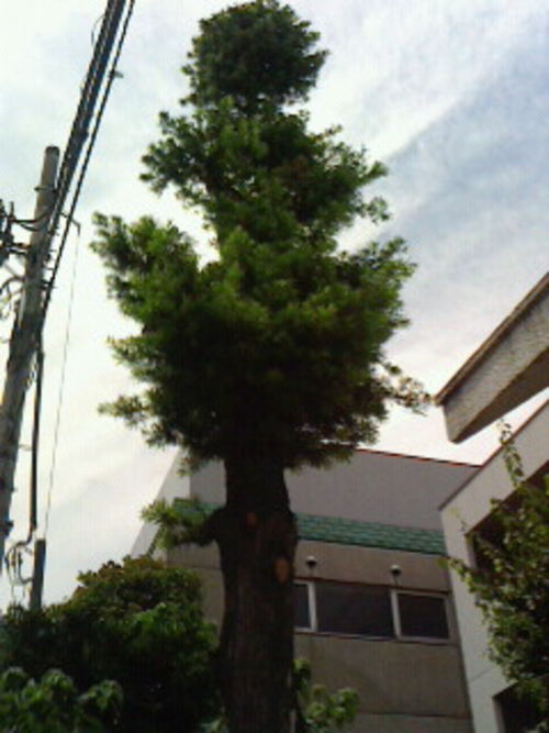 そそり