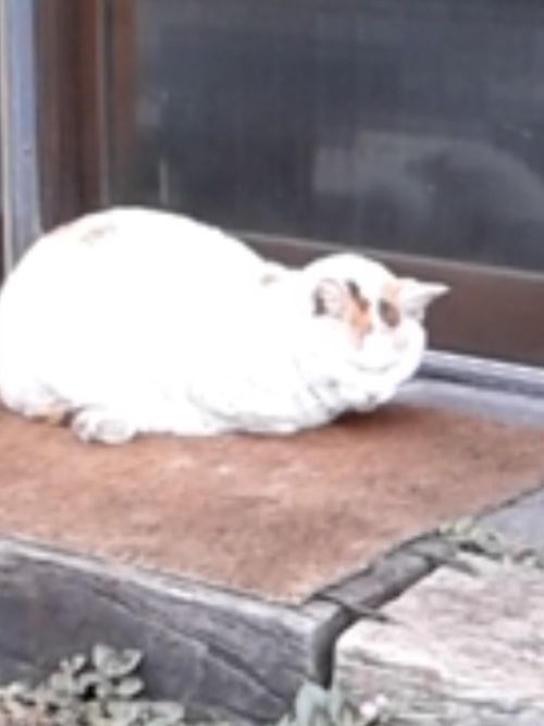 望遠で