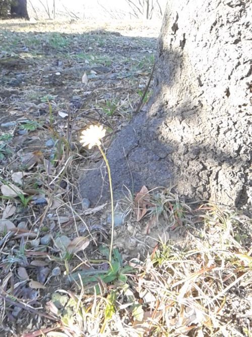 根元に