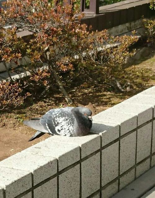 ひなた
