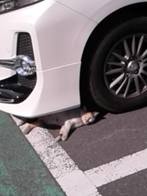 ねこ