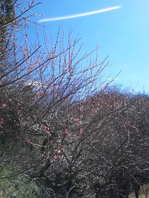 雲に