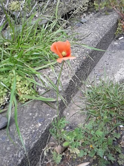はな