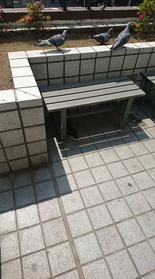 三羽