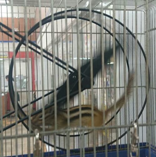 は、
