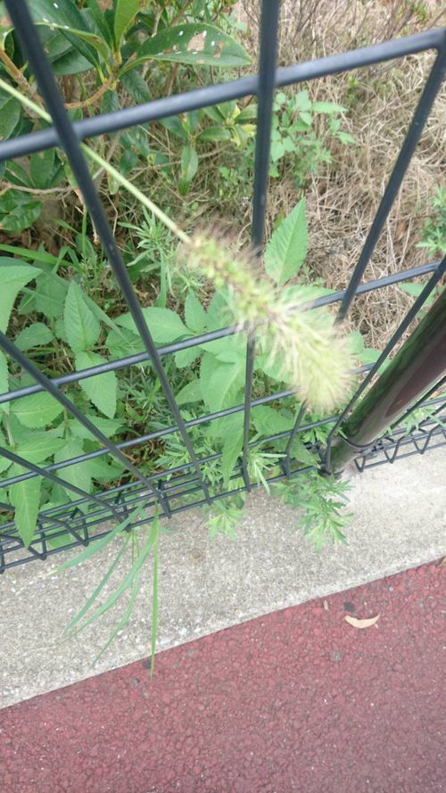 ねこ