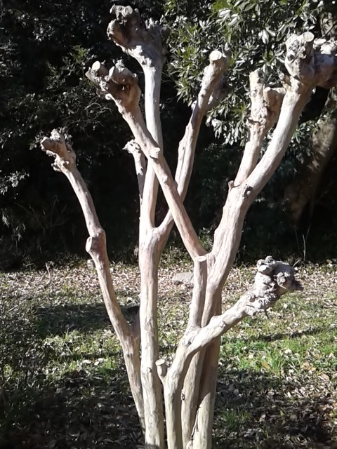 枯れ木に