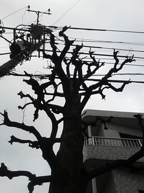 街路樹