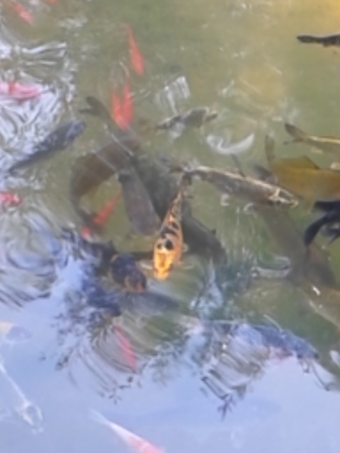 人面