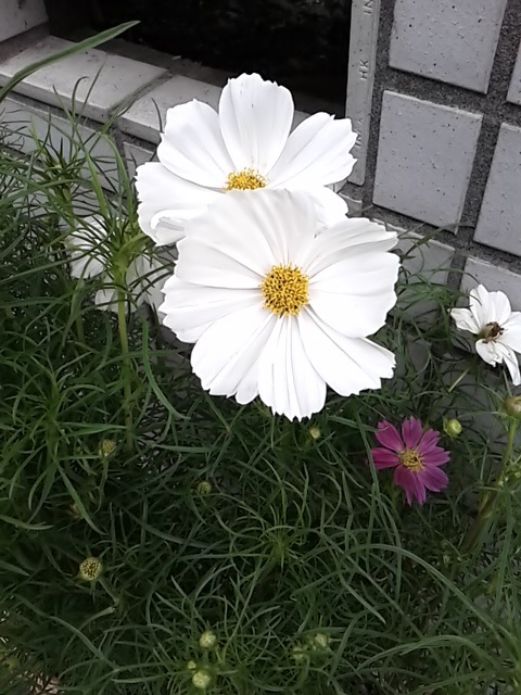 咲いた
