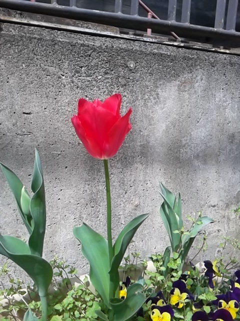 咲いた